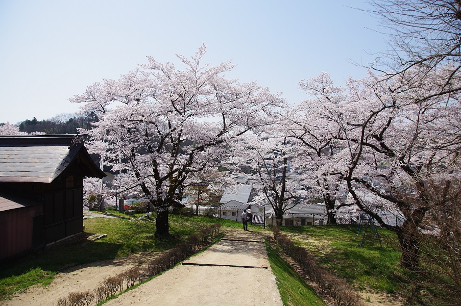 王子神社の桜